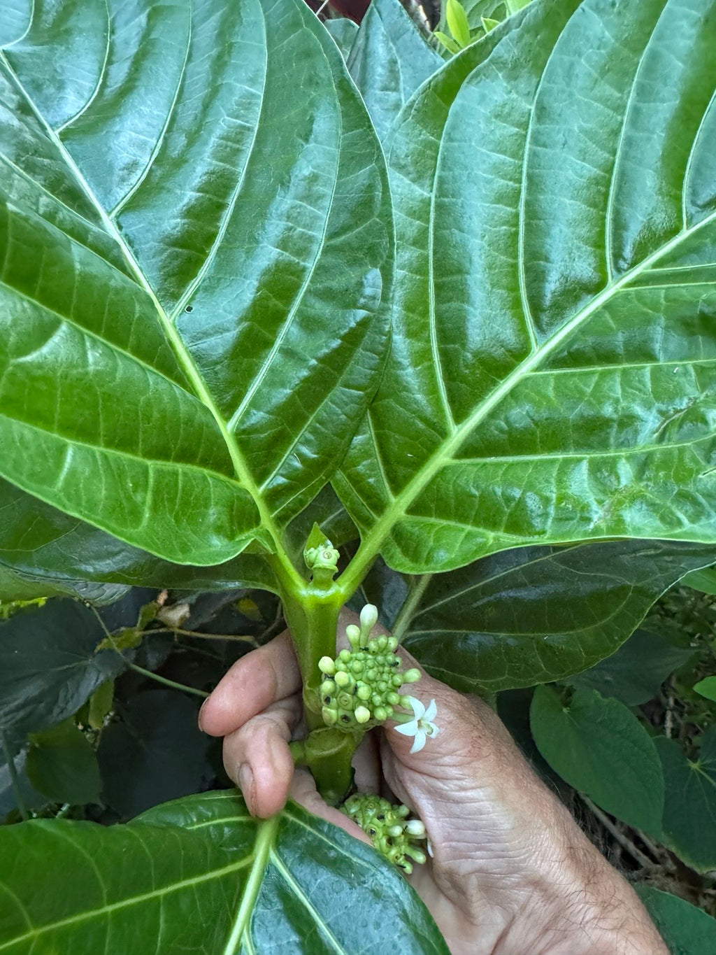 Noni fruit on the tree at Karuna Miracle Gardens, Maui