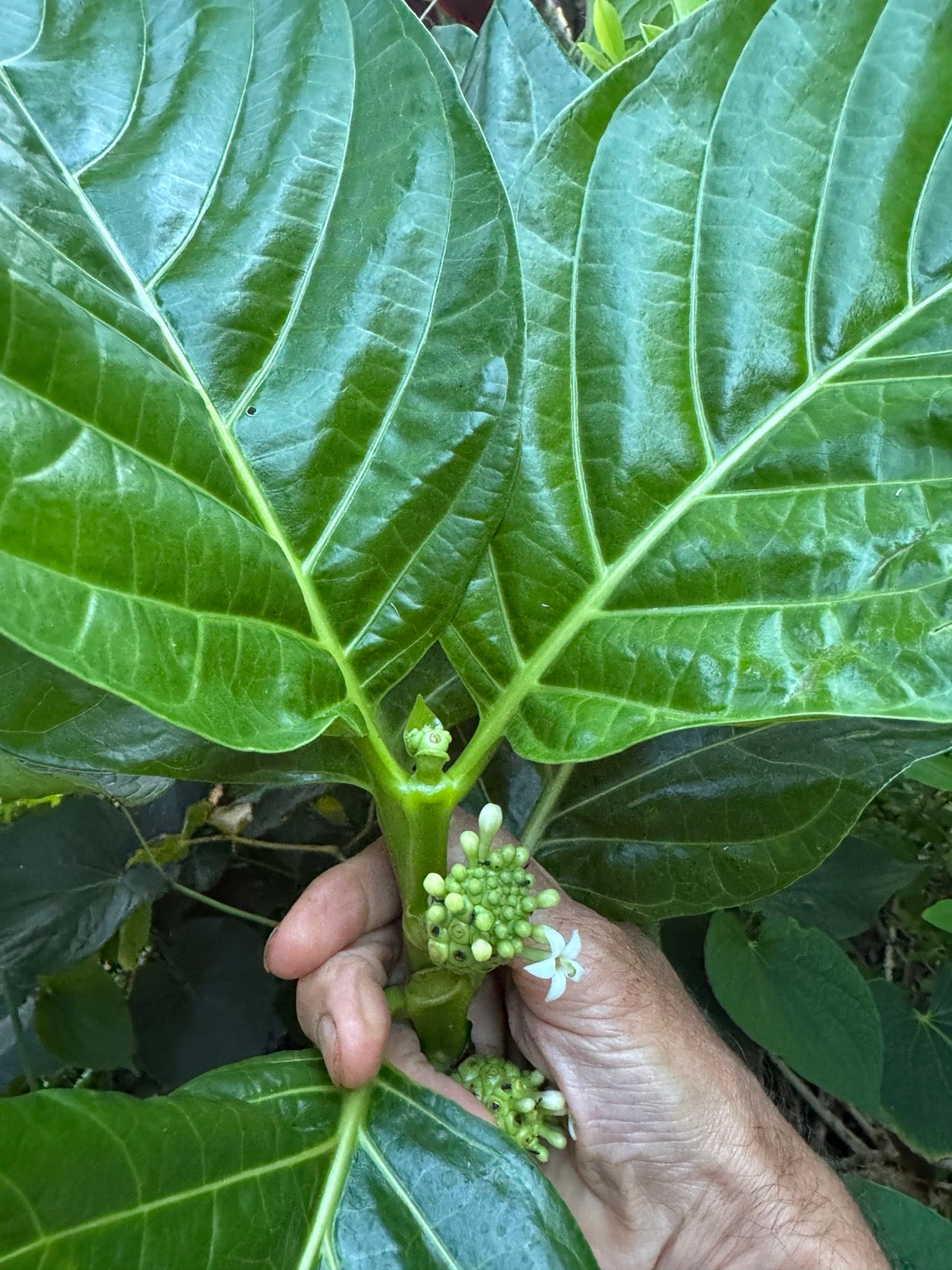 Noni fruit on the tree at Karuna Miracle Gardens, Maui