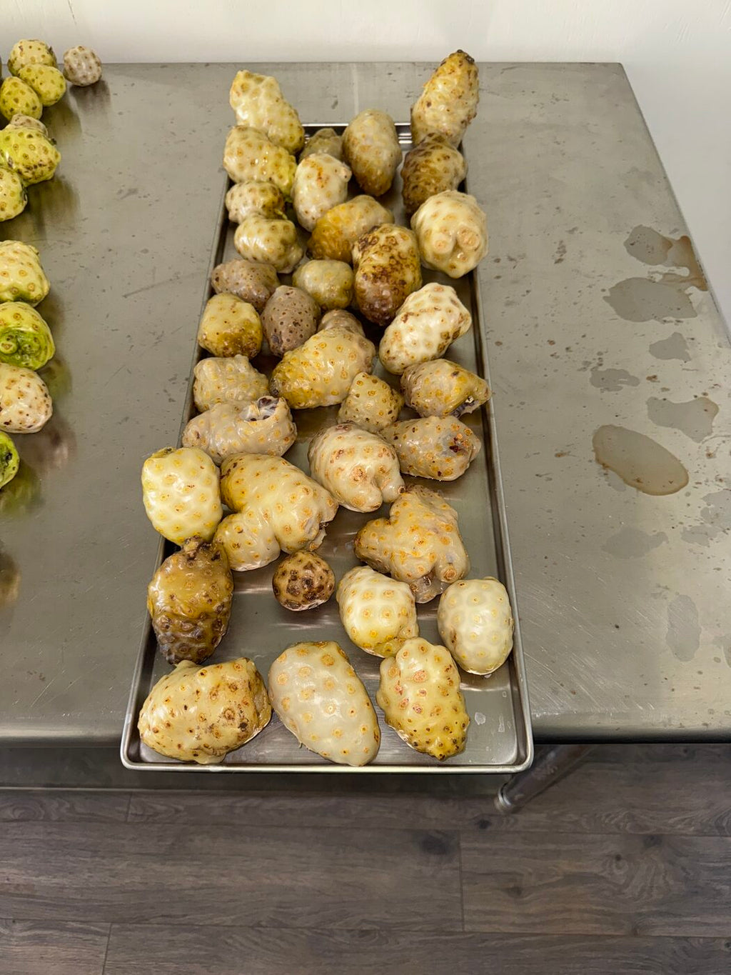 Fermented noni fruit on freeze-dryer trays at Karuna Miracle Gardens