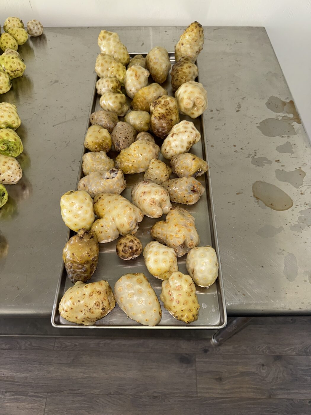 Fermented noni fruit on freeze-dryer trays at Karuna Miracle Gardens